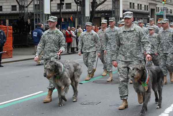 irish wolfhounds of the fighting 69th