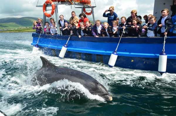 What is the Name of the Dolphin in Dingle Bay
