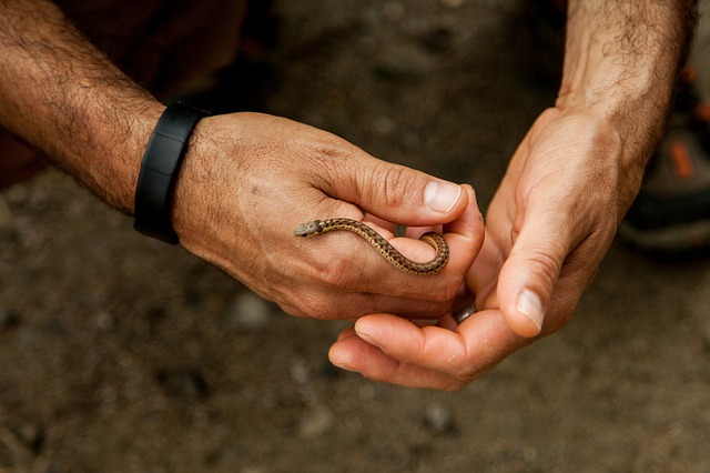 pet snake in ireland