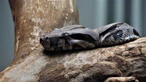 Why are There No Snakes in Ireland - My Real Ireland