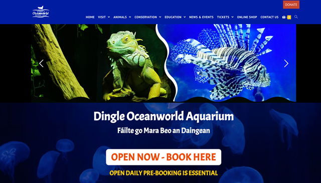 Look at The Sharks in Dingle Oceanworld Aquarium